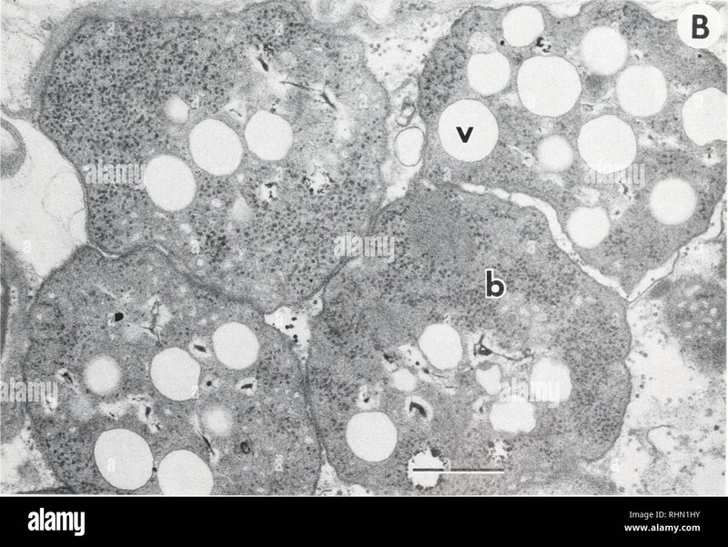 The Feeding Mechanism Of Riftia Pachyptila Explained Step-By-Step