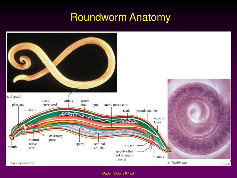 The Feeding Mechanism Of Roundworm Explained Step-By-Step
