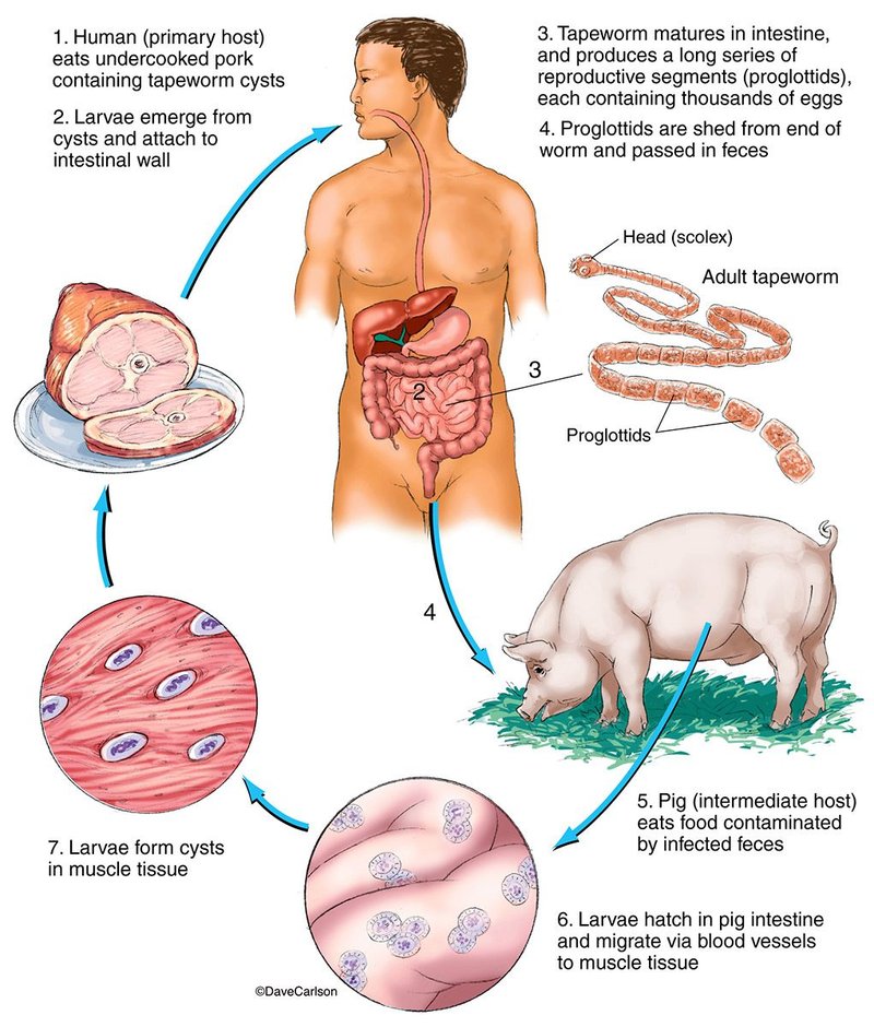 The Feeding Mechanism Of Tapeworm Explained Step-By-Step