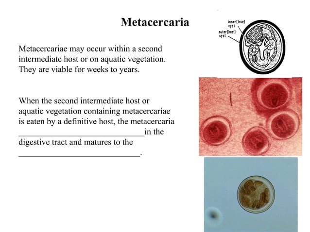 The Feeding Mechanism Of Trematode Explained Step-By-Step