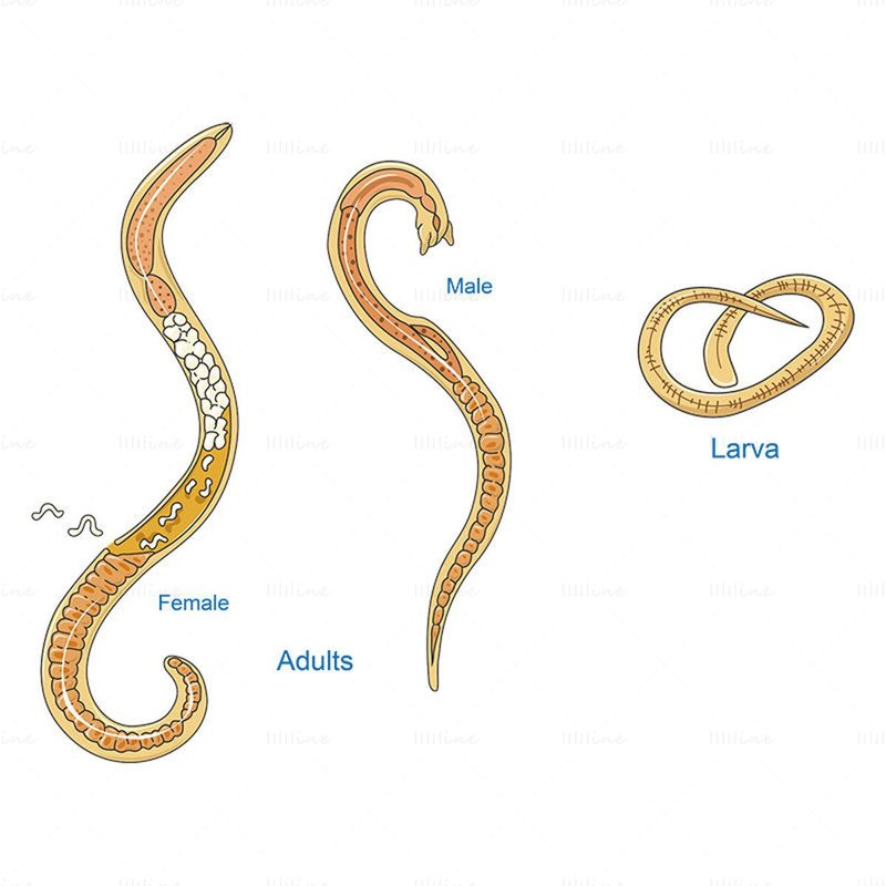 The Feeding Mechanism Of Trichinella Spiralis Explained Step-By-Step