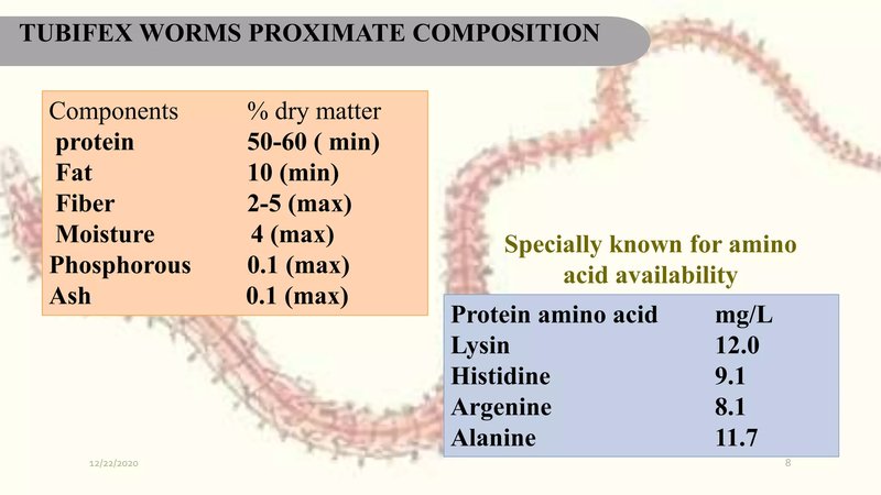 The Feeding Mechanism Of Tubifex Worm Explained Step-By-Step