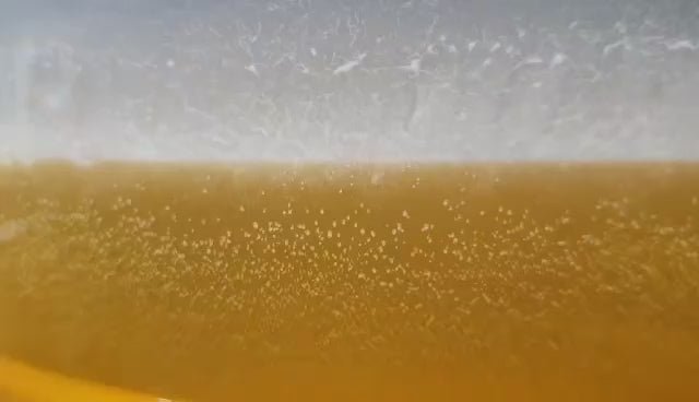 The Feeding Mechanism Of Vinegar Eel Explained Step-By-Step