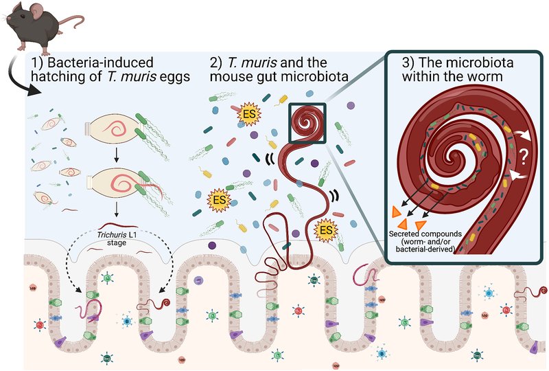 The Feeding Mechanism Of Whipworm Explained Step-By-Step