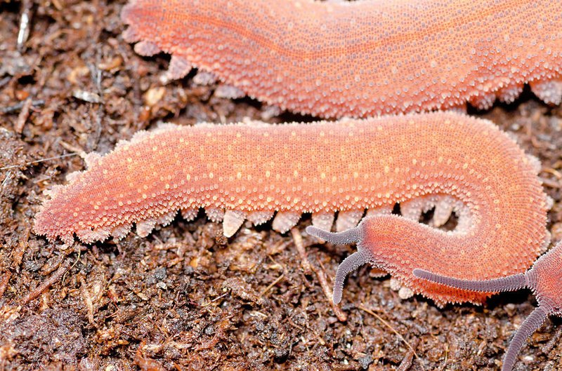 The Genetics Behind Velvet Worm Color Morphs