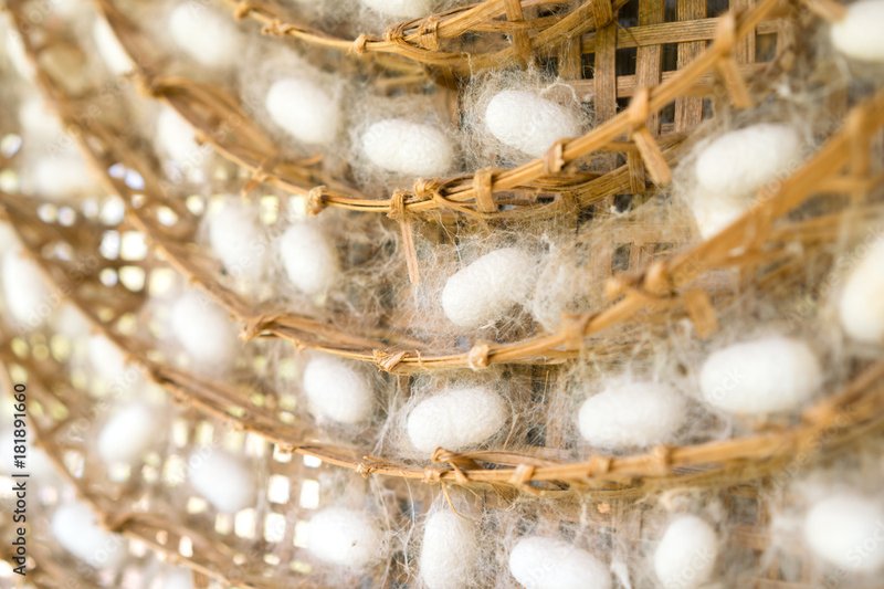 The History Of Silk Production Using Silkworms