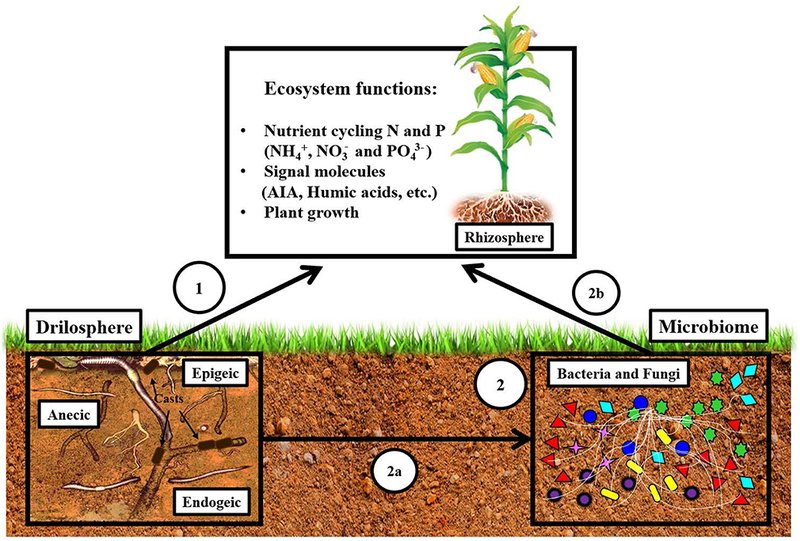 The Impact Of Earthworms On Soil Microbial Life