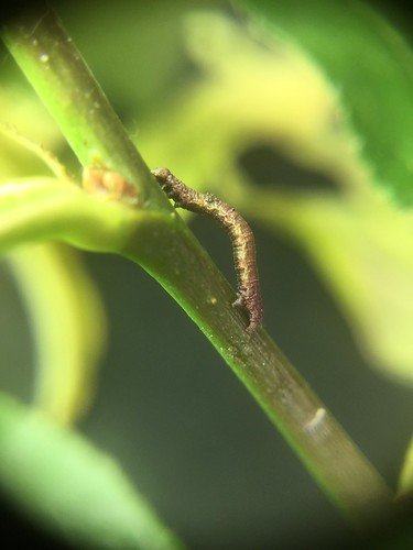 The Impact Of Inchworms On Young Fruit Trees