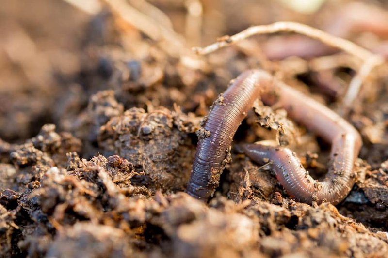 The Importance Of Moisture For Earthworm Survival