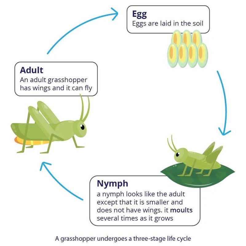 The Lifecycle Of A Common Earthworm