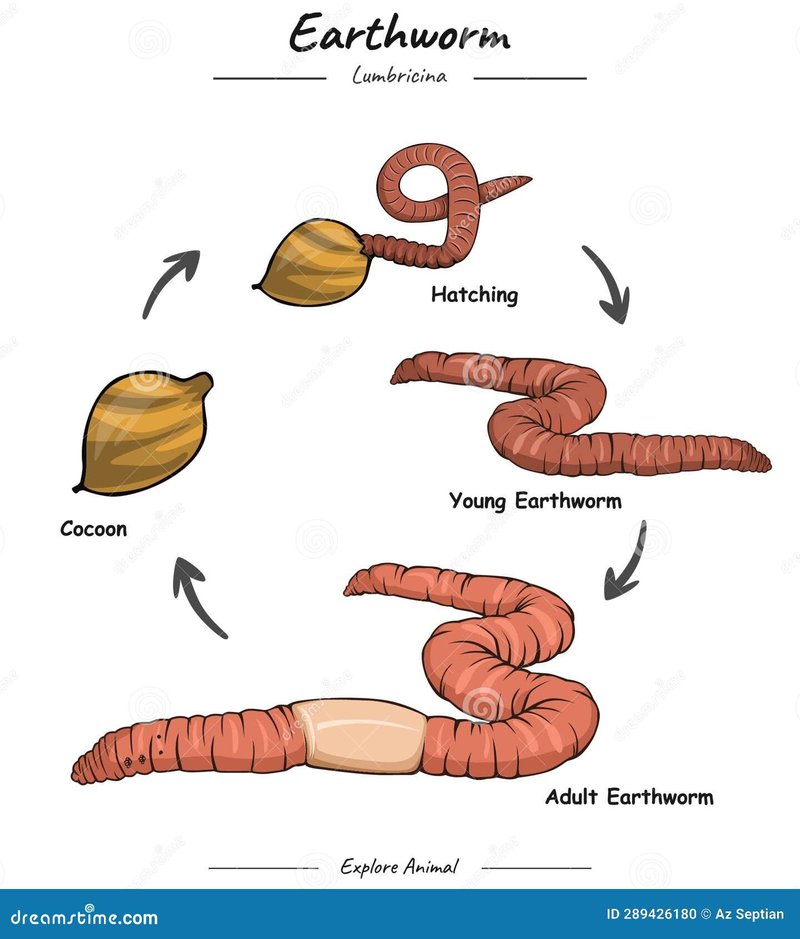 The Lifecycle Of A Common Earthworm