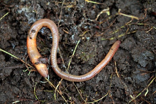The Lifecycle Of A Common Earthworm