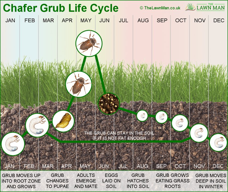 The Lifecycle Of Masked Chafer Grubs