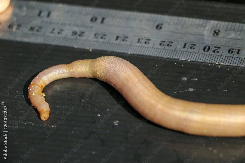 The Longest Animals On Earth: Ribbon Worm Size Records