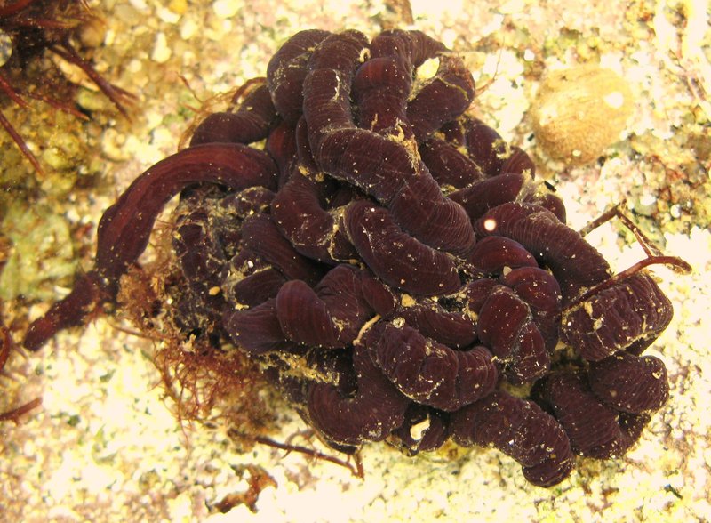 The Mucus Of Bootlace Worms: Uses In Hunting And Defense