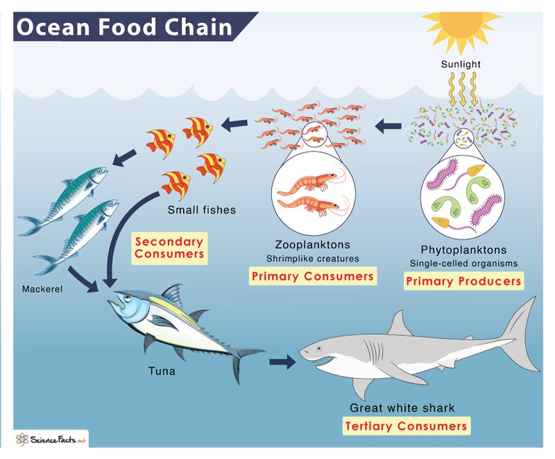 The Role Of Bobbit Worms In The Marine Food Chain
