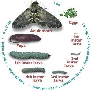 The Role Of Hornworms In The Moth Lifecycle