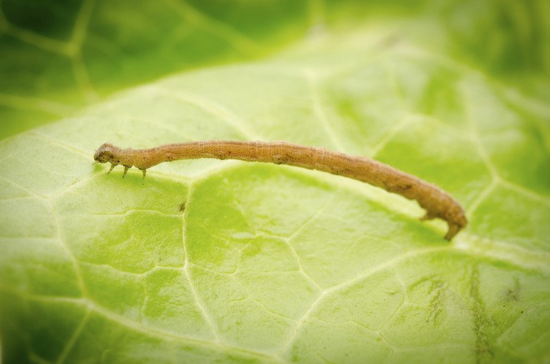 The Role Of Inchworms In Woodland Decomposition