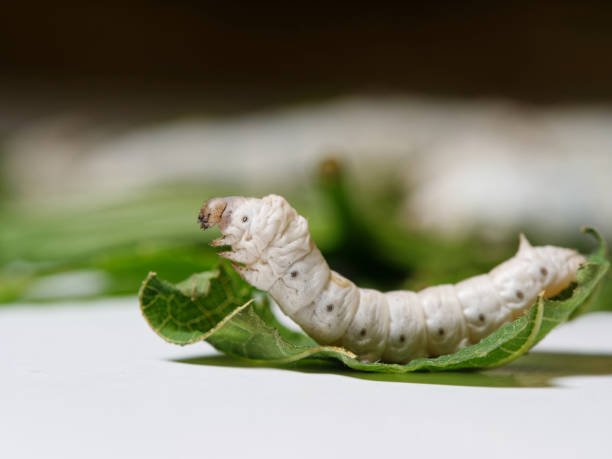 The Role Of Silkworms In Traditional Sericulture
