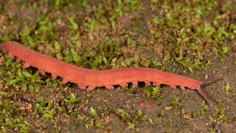 The Role Of Velvet Worms In Indigenous Knowledge Systems