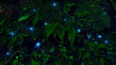 The Science Behind Glow Worm Light Color Variations