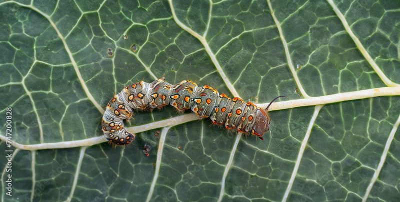 The Unique Movement Pattern Of Inchworms Explained
