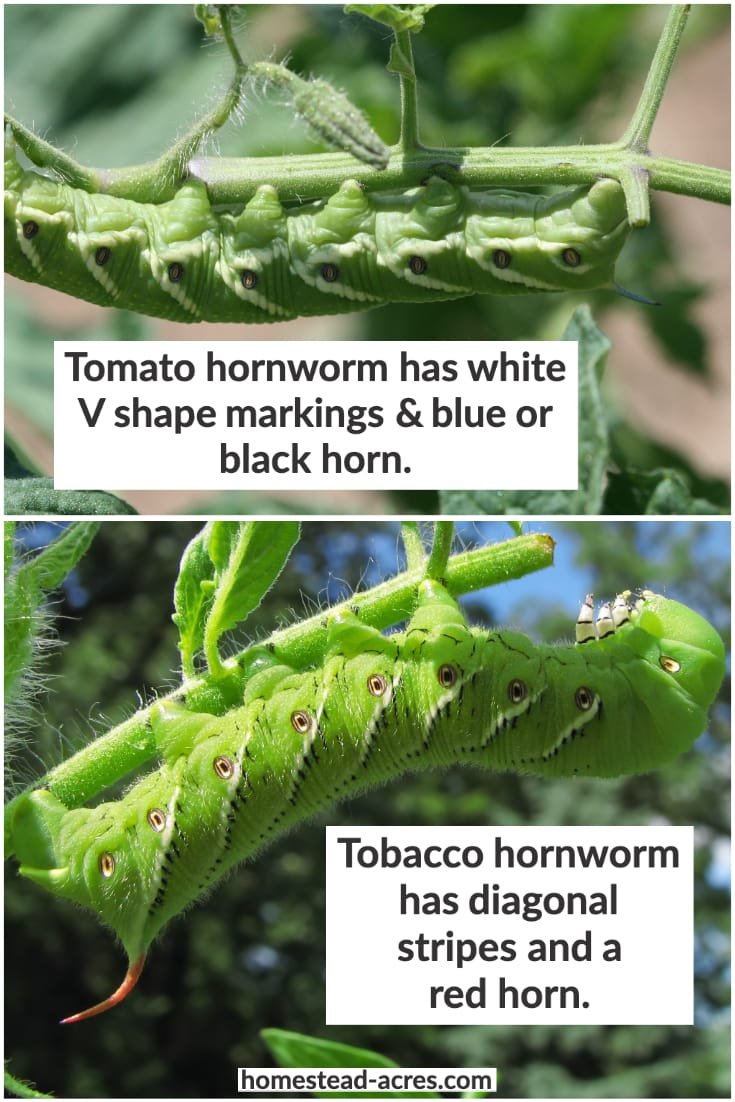 Tobacco Hornworms Vs. Tomato Hornworms: Key Differences