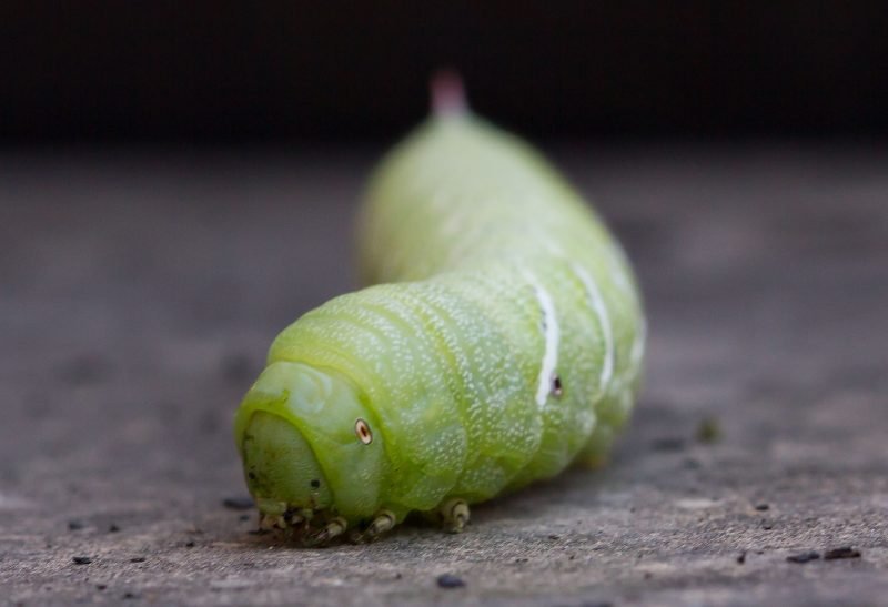 Tobacco Hornworms Vs. Tomato Hornworms: Key Differences