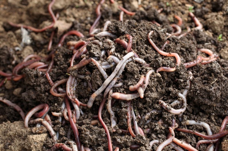 Top 5 Earthworm Species For Vermicomposting