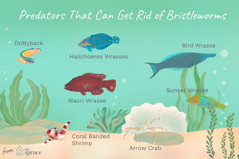 Top Natural Predators For Controlling Bristle Worms