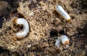 Top Natural Predators Of Grub Worms In The Soil