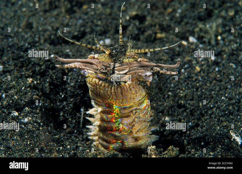 Tracking Bobbit Worms In The Indo-Pacific Region