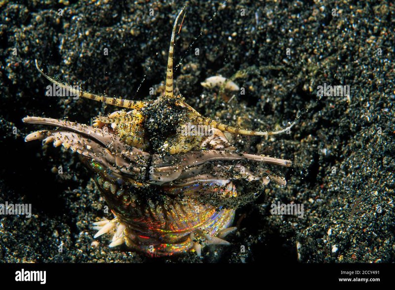 Tracking Bobbit Worms In The Indo-Pacific Region