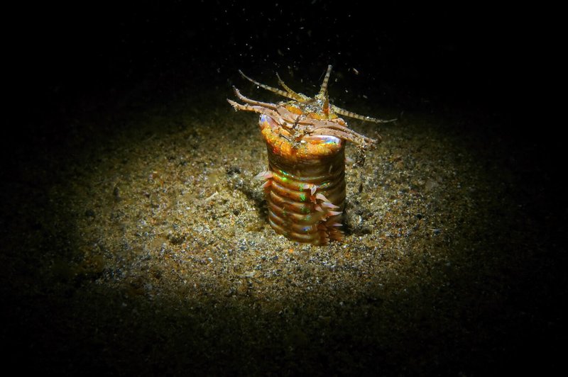 Tracking Bobbit Worms In The Indo-Pacific Region