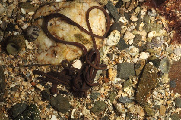 Tracking Bootlace Worms In Shallow Coastal Waters