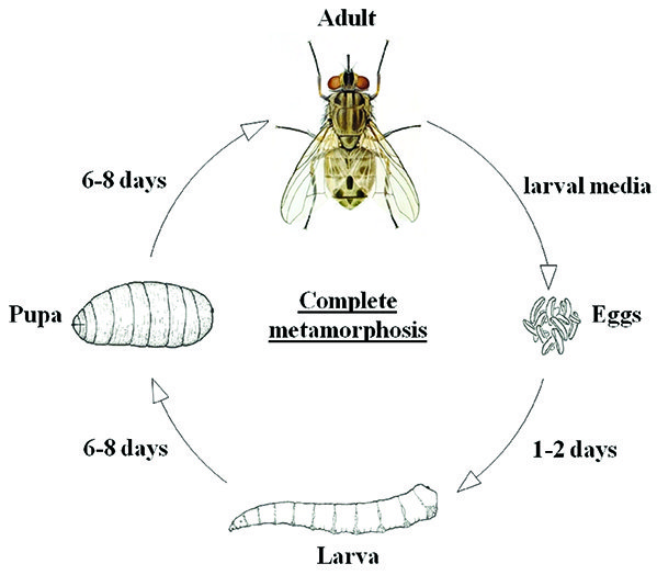 Tracking Botfly Emergence Dates In The Field