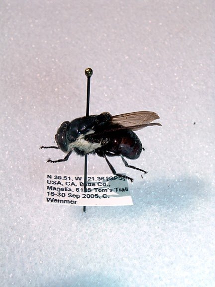 Tracking Botfly Emergence Dates In The Field