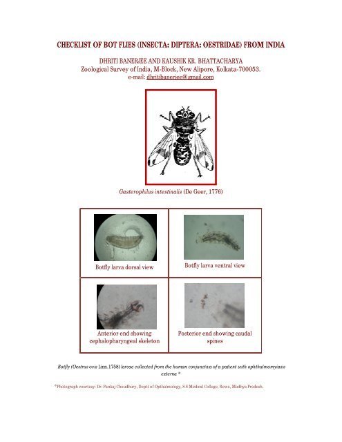 Tracking Botfly Emergence Dates In The Field