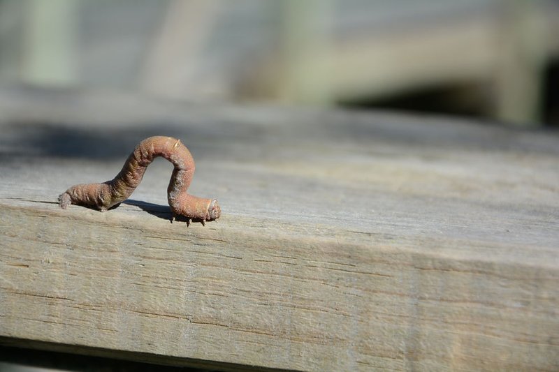 Tracking Inchworm Activity With Garden Logs