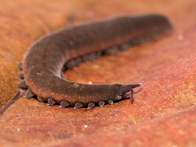 Tracking Velvet Worm Activity Through Soil Layers