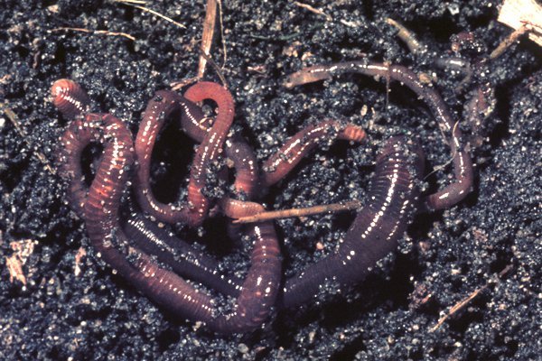 Tracking Velvet Worm Activity Through Soil Layers