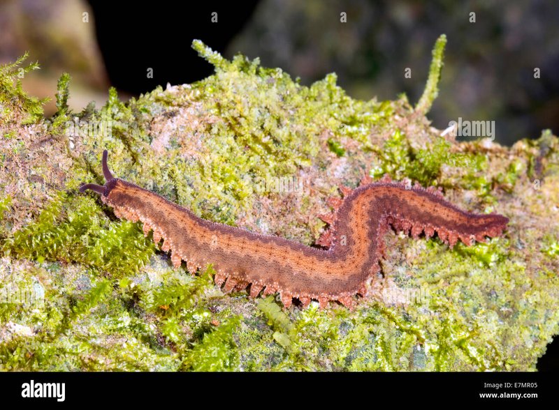Tracking Velvet Worms In Tropical Forest Floors