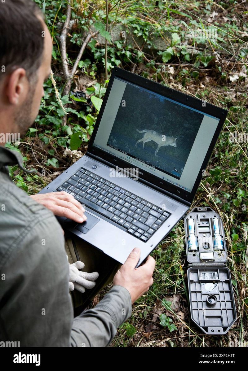 Tracking Wolf Worm Infestation Through Wildlife Monitoring