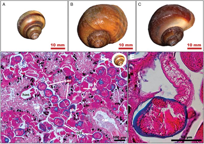 Trematode And Its Role In Soil Or Aquatic Ecosystems
