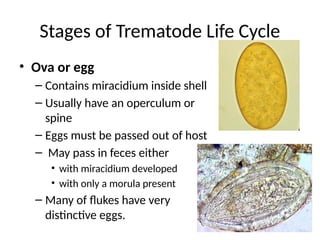 Trematode Reproduction: Mating, Eggs, And Larvae Facts
