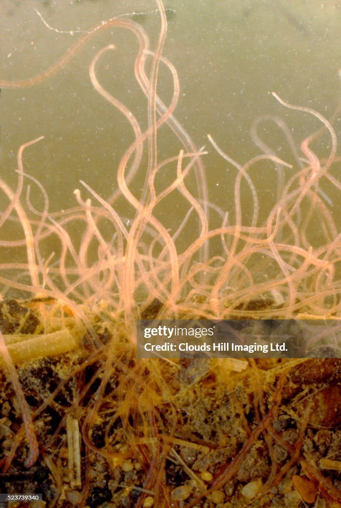 Tubifex Worm And Its Role In Soil Or Aquatic Ecosystems