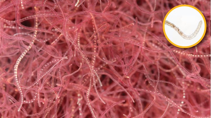Tubifex Worm Reproduction: Mating, Eggs, And Larvae Facts