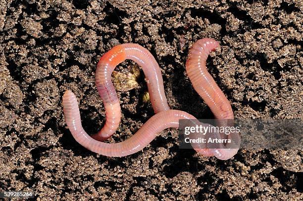 Types Of Earthworms Commonly Found In Gardens