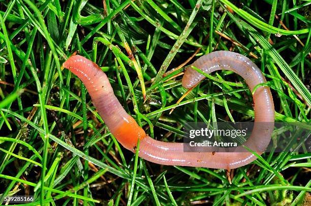 Types Of Earthworms Commonly Found In Gardens