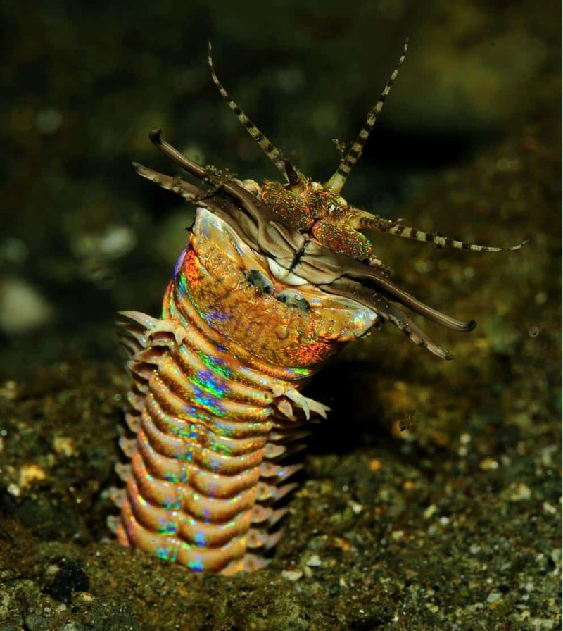 Understanding Bobbit Worm Molting And Growth Patterns